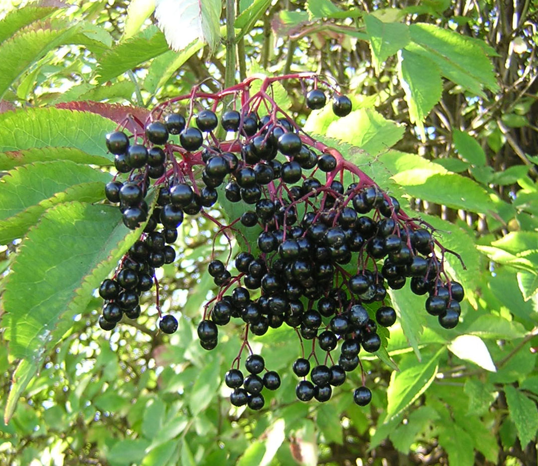 Пов’язане зображення